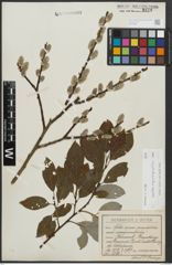 Foto von Salix appendiculata Vill. x Salix caprea L.